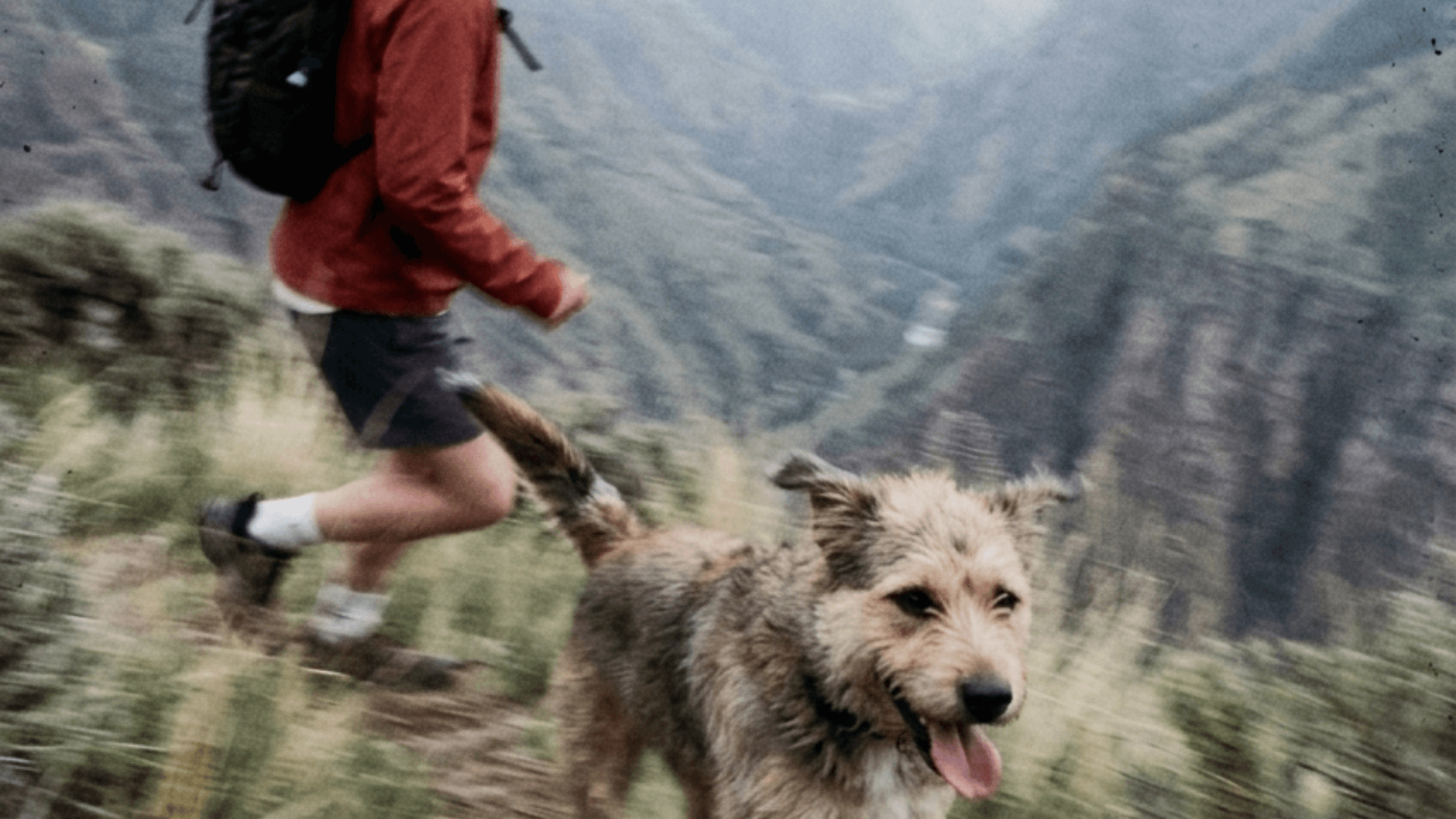 Dog running service for high-output dogs in Warren County and Montgomery County, Ohio