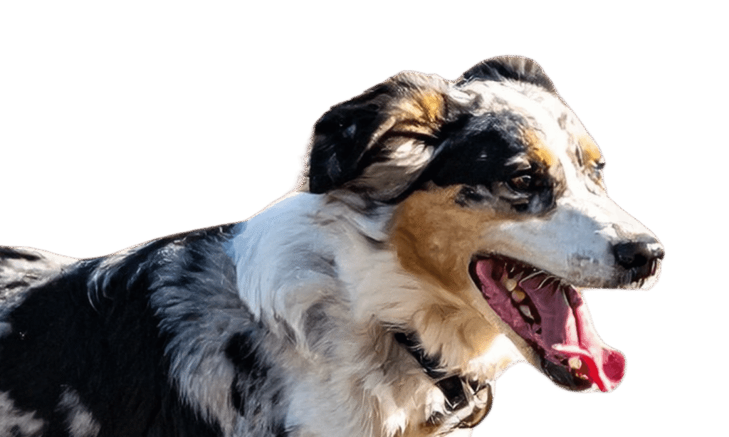 Australian Shepherd profile image used for the 2x weekly running plan.