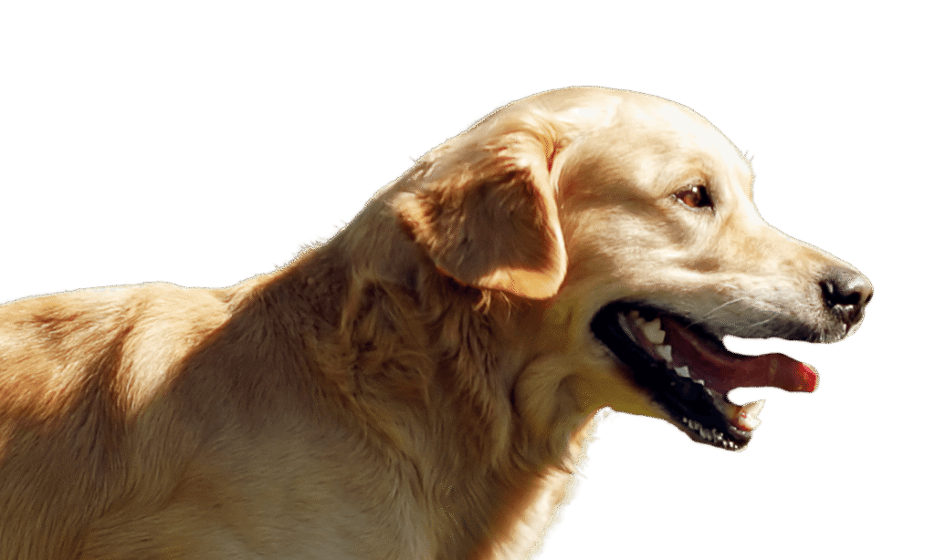 Golden retriever profile image used for the 1x weekly running plan.