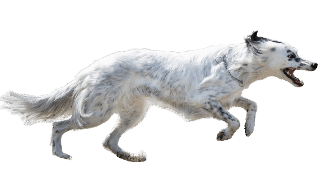 Dog image used for the two-day weekly structure option.