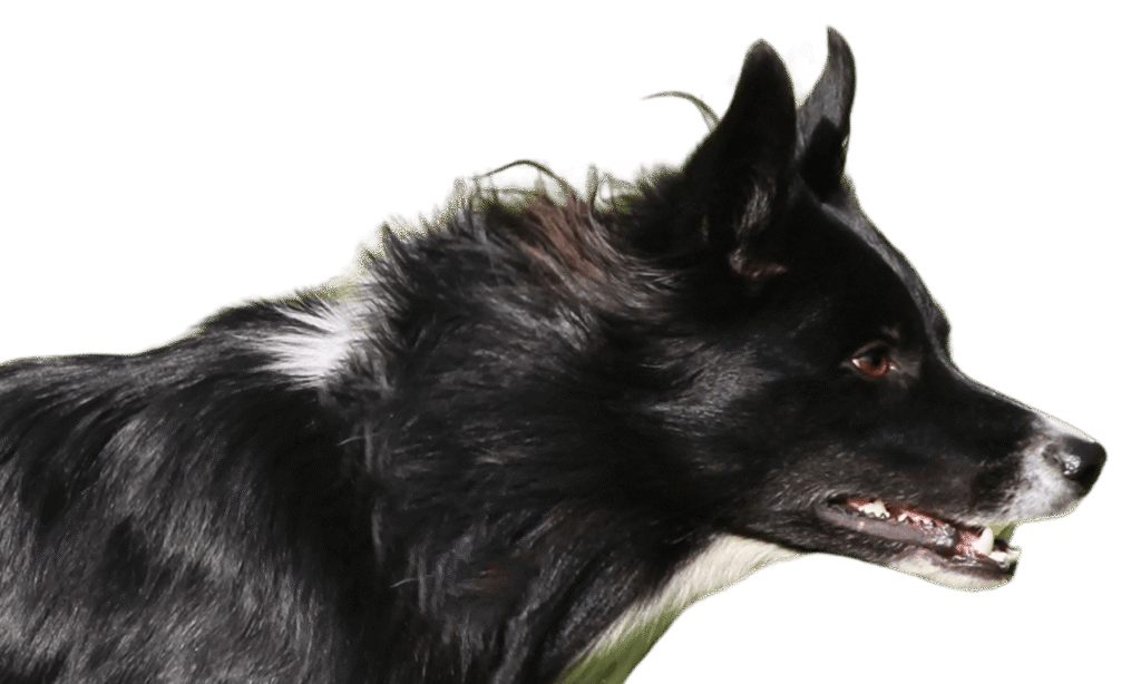Border collie dog profile image used for the 3x weekly running plan.